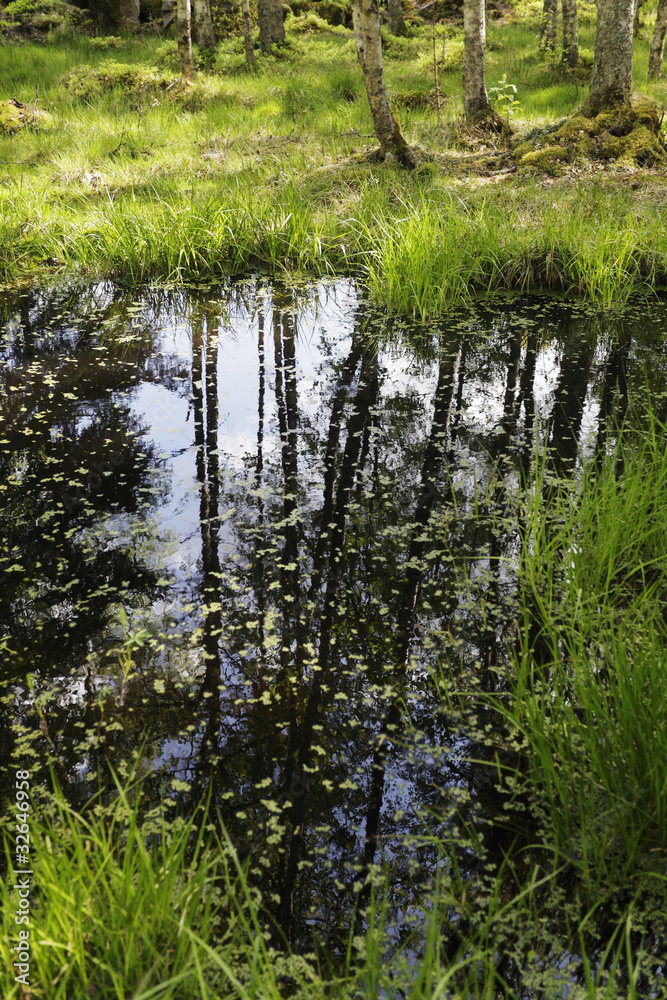 Fototapeta premium small swamp in forrest setting