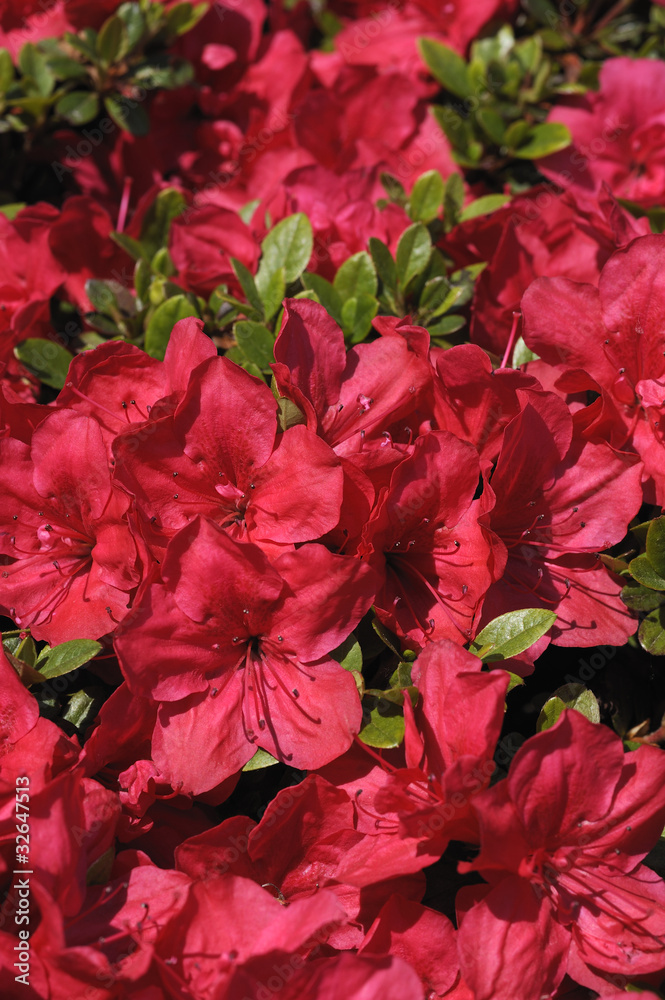 Red Flowers in Bright sun Red Flowers in Bright sun