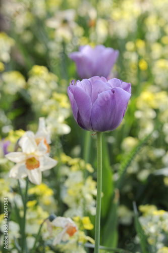 Violet Flowers