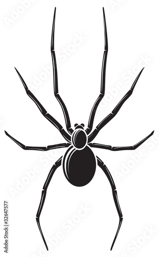spider