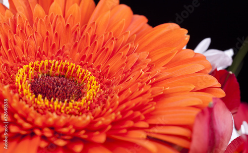 Gerbera  orange   2