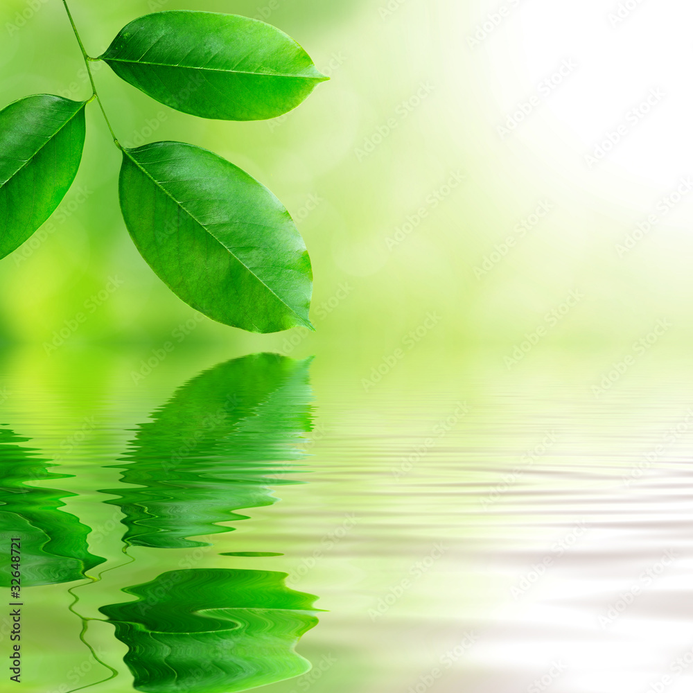 green leaves reflecting in the water green leaves reflecting in the water