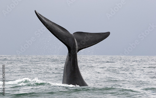 Obraz na płótnie whale w salonie