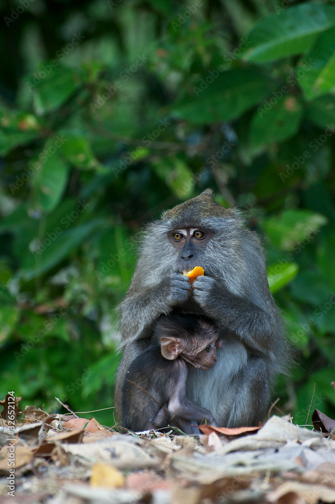 Eating monkey