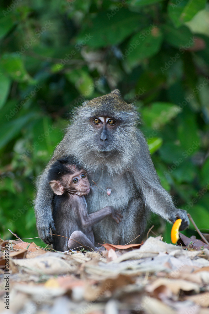 Obraz premium Monkey and baby