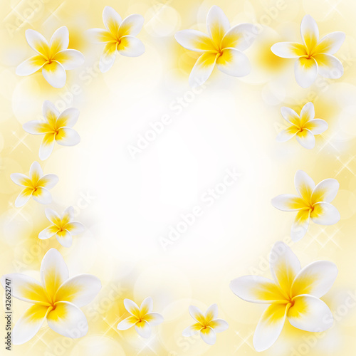 Fleurs de frangipanier, fond blanc © Delphotostock