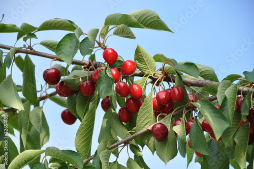 cerises bigarreau de variété 'Summit' photo