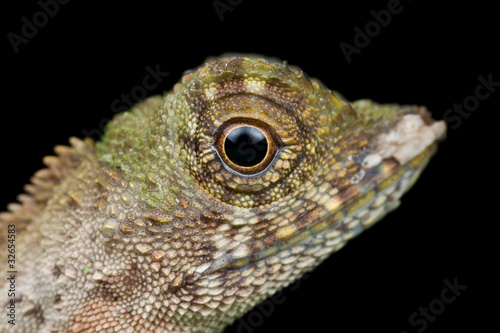 Profile of an earless agamid lizard