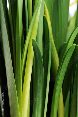 green leaves