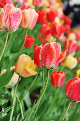 red  tulips