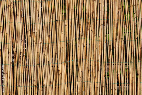 bamboo background