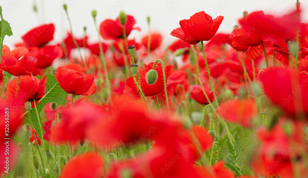 Obraz premium poppy field