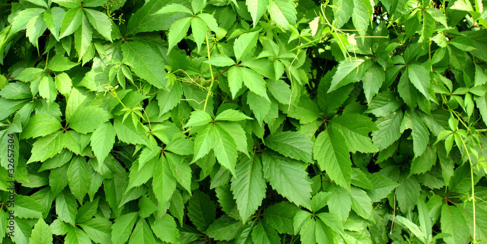 Green leaf background texture Green leaf background texture