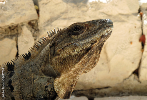 Iguana