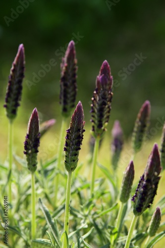 lavender herb blooming