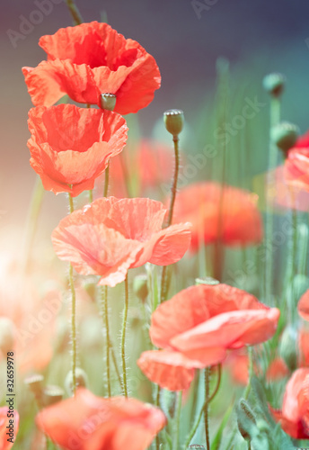 Fototapeta Naklejka Na Ścianę i Meble -  wild poppies