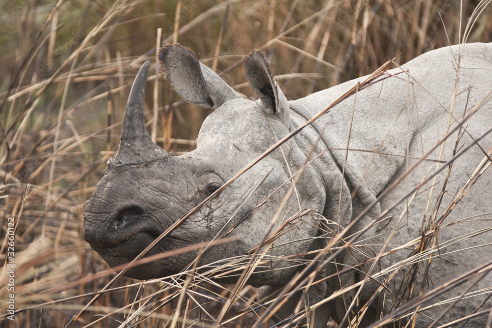 Wild Indian Rhinoceros at Kaziranga National Park, India Wild Indian Rhinoceros at Kaziranga National Park, India