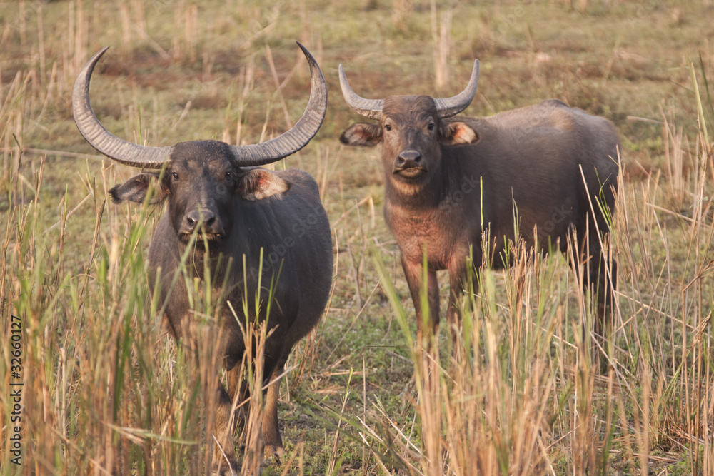 Wild Asiatic Buffalo in Kaziranga National Park, India Wild Asiatic Buffalo in Kaziranga National Park, India