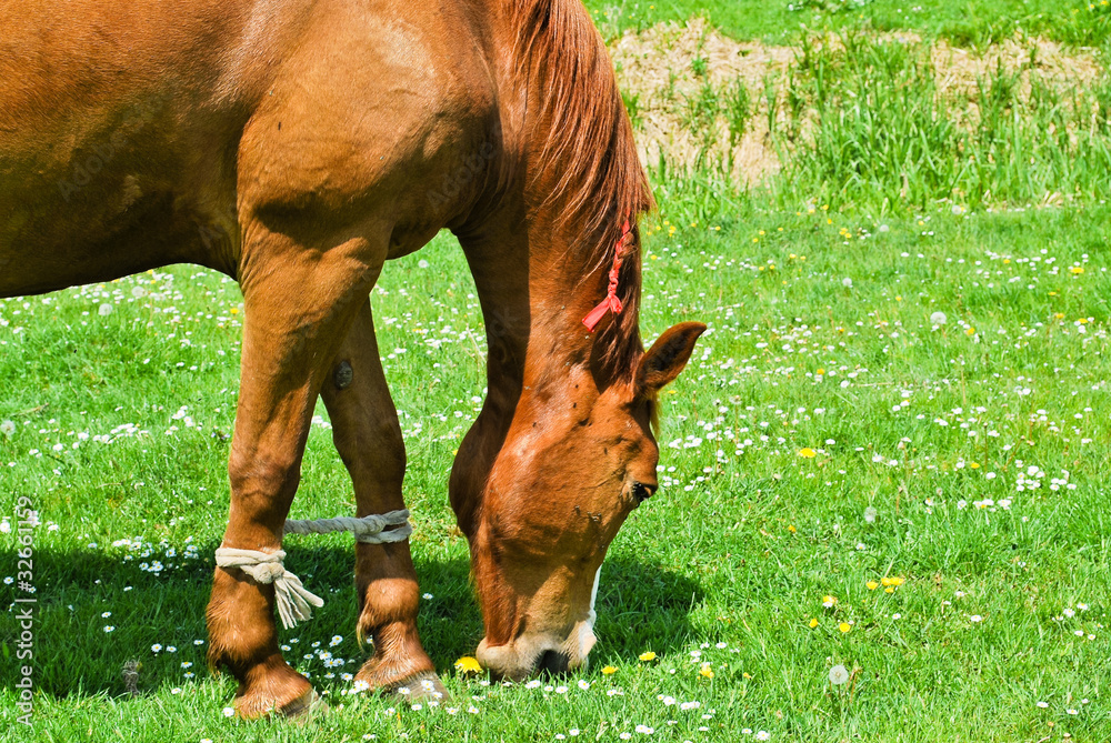 Fototapeta premium Horse grazing