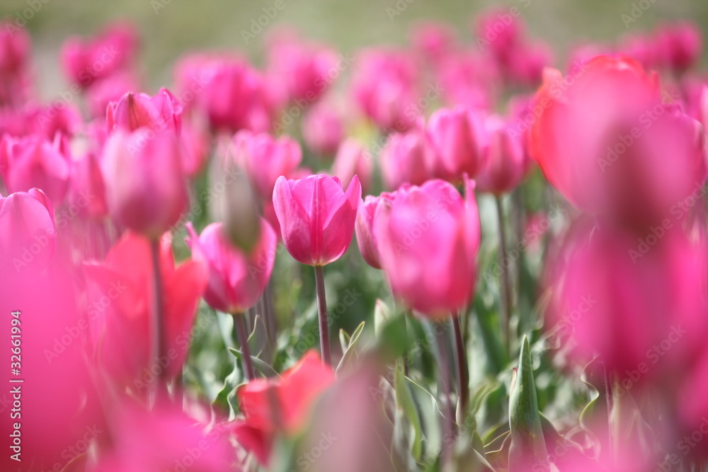 チューリップの花