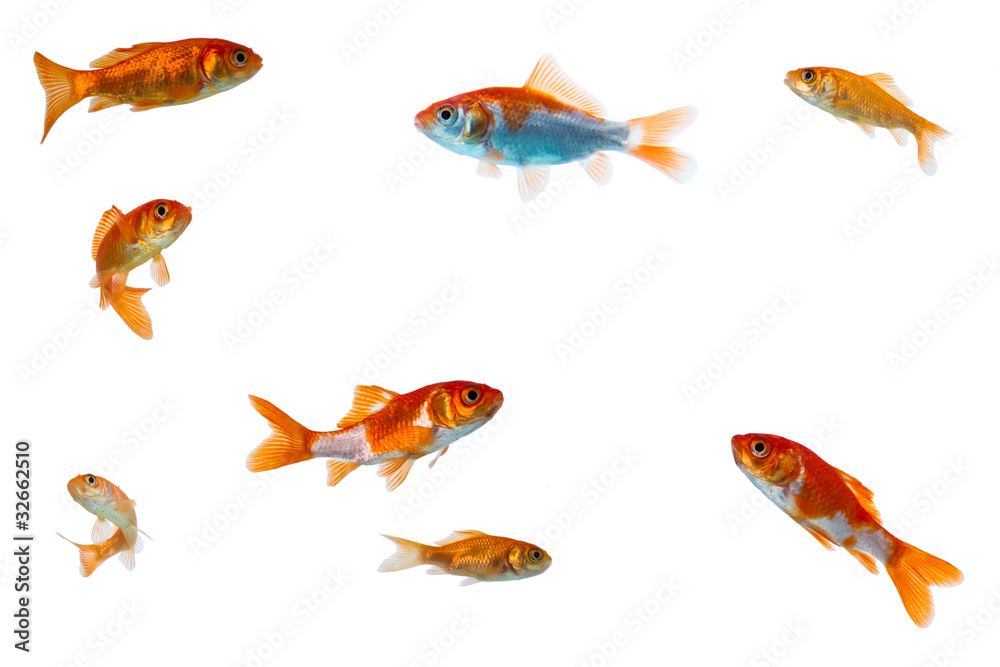 Goldfische (freigestellt) #1 Goldfische (freigestellt) #1