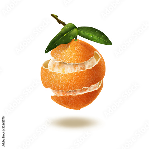 Citrus Multifruit. Illustration.