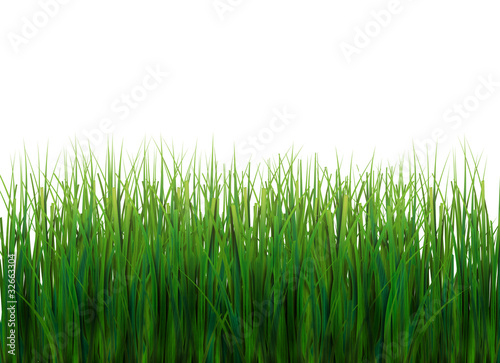 Illustration. grass on white background