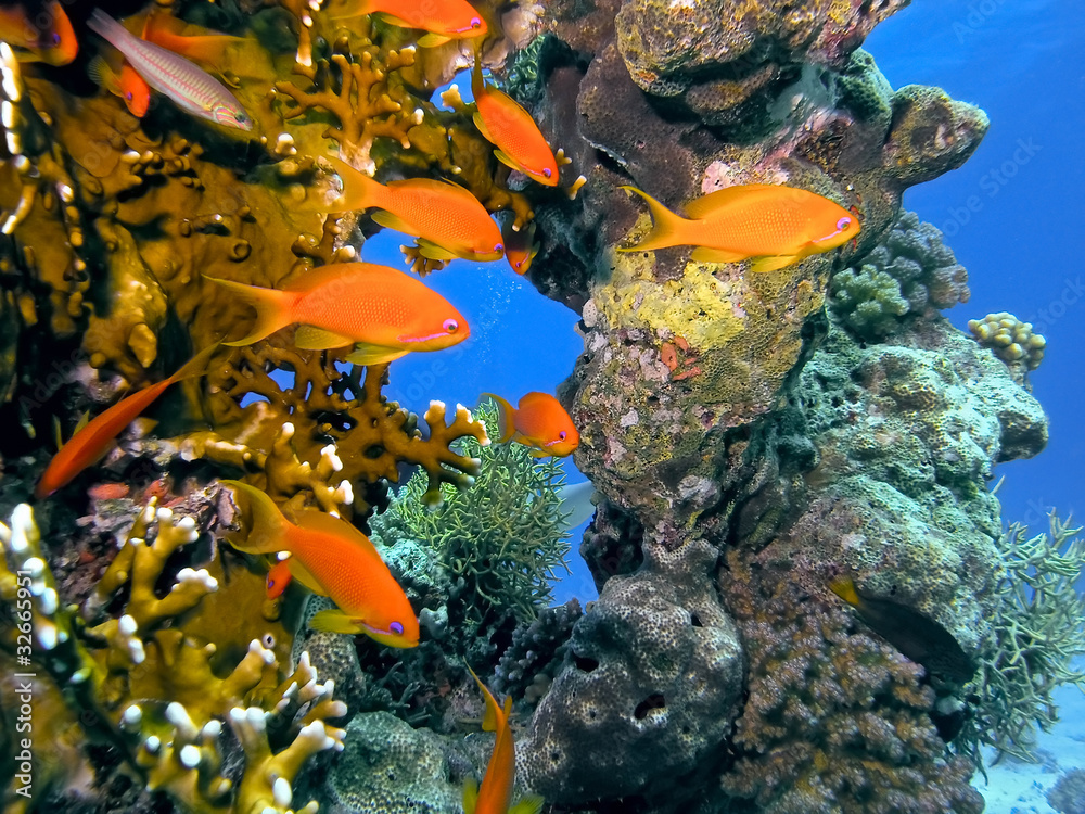 Shoal of anhthias fish on the coral reef