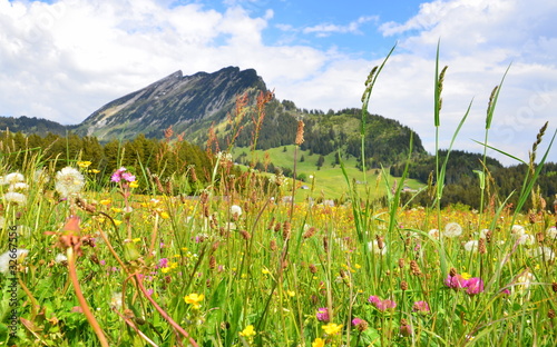 suisse alpine au printemps