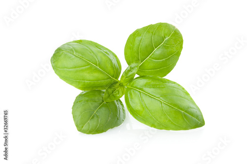 Fresh sprig of basil, isolated