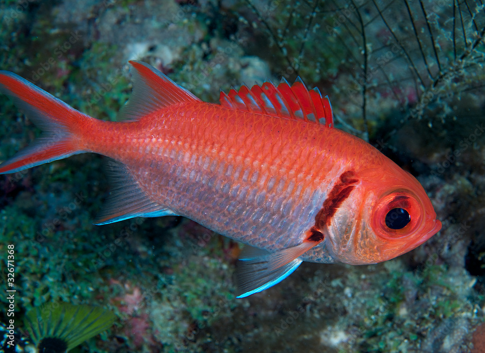 Blackbar Soldierfish hovering over a coral reef. Blackbar Soldierfish hovering over a coral reef.