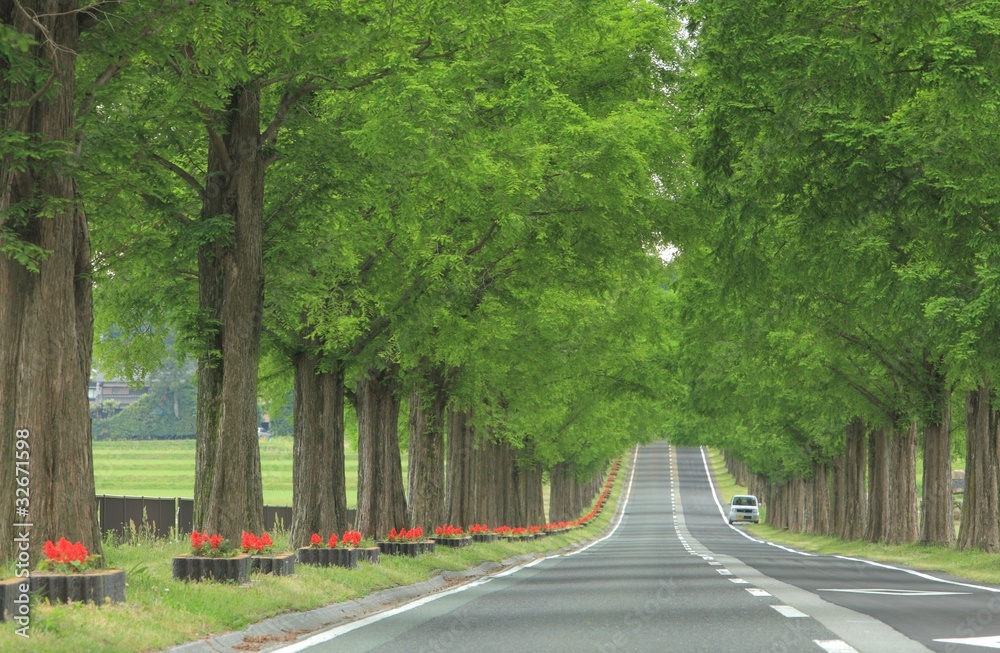 Obraz premium 並木道