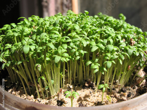 Watercress  (Lepidium sativum), cabbage family. photo