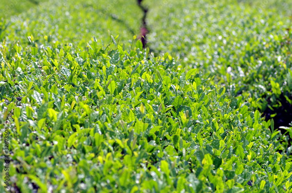 刈り込まれたお茶畑 刈り込まれたお茶畑