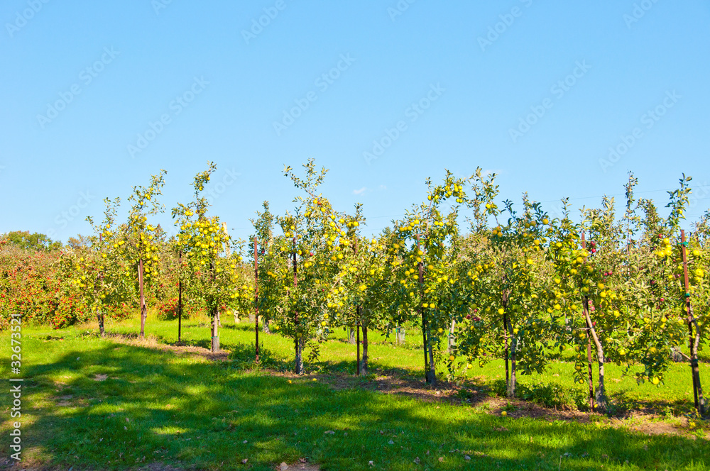 Yellow Apple Tree Field
