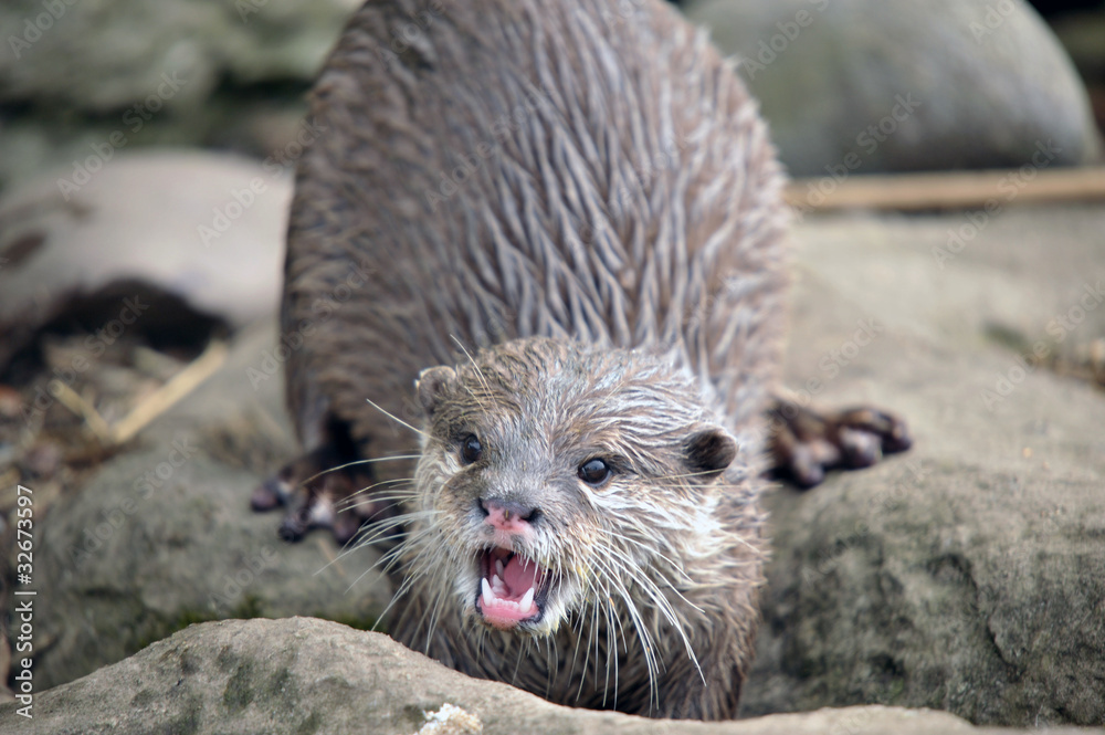 Fototapeta premium Young Otter by the riiverside