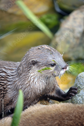 young Otter by the river side