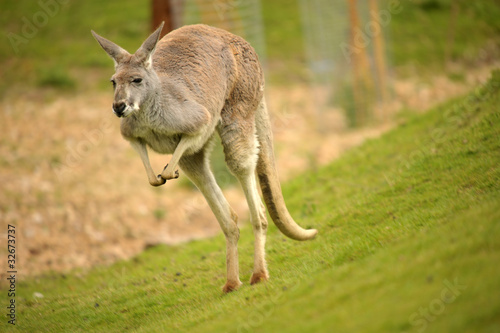 Australian Red Kangaroo