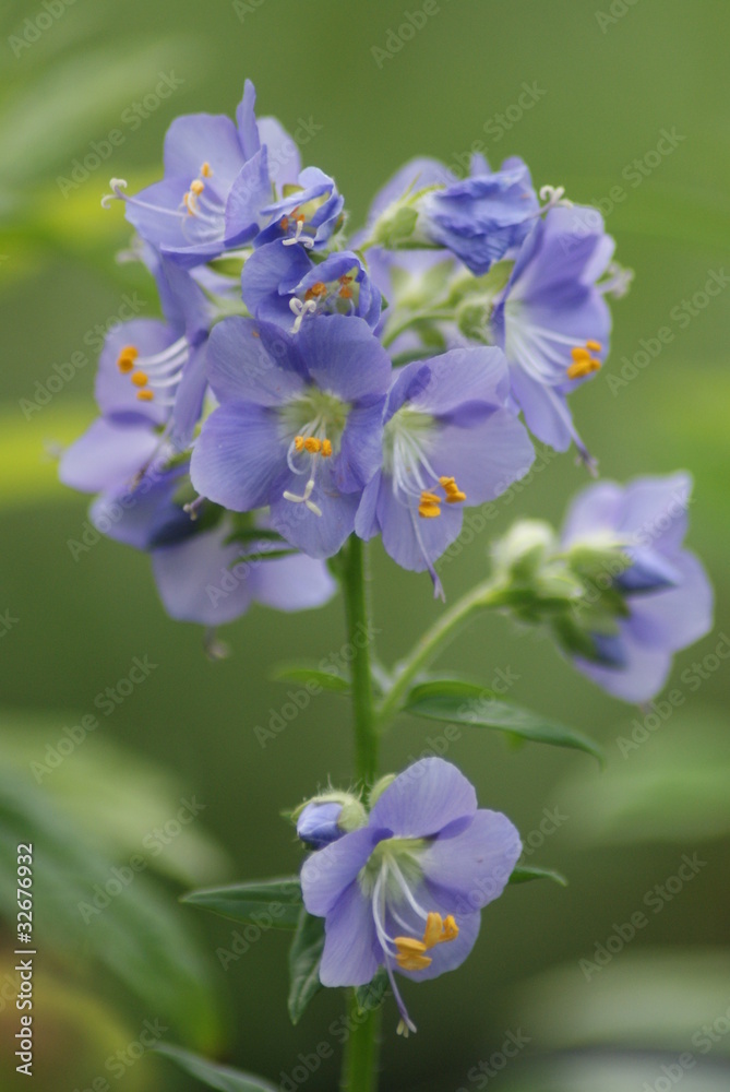 Obraz premium Jacob's Ladder