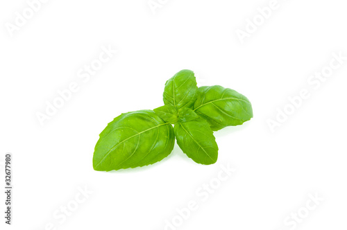 Basil