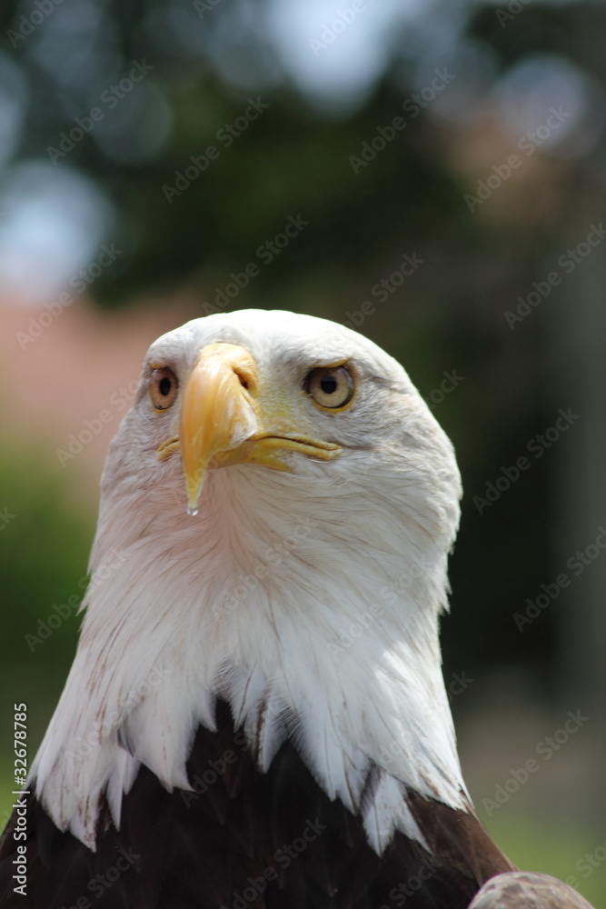Obraz premium Aufmerksamer Adler