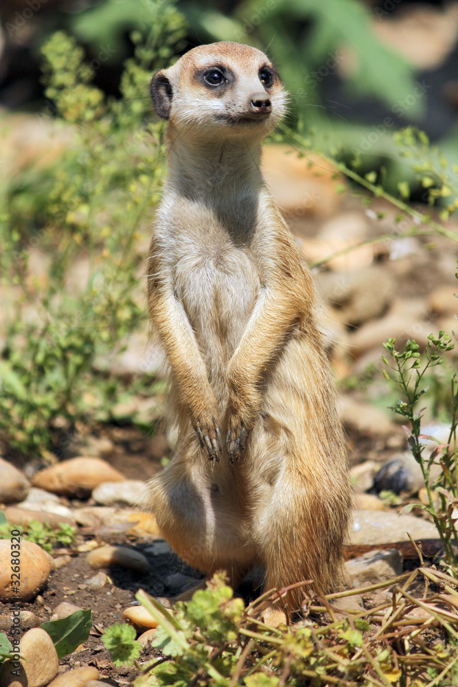 Fototapeta premium meerkat