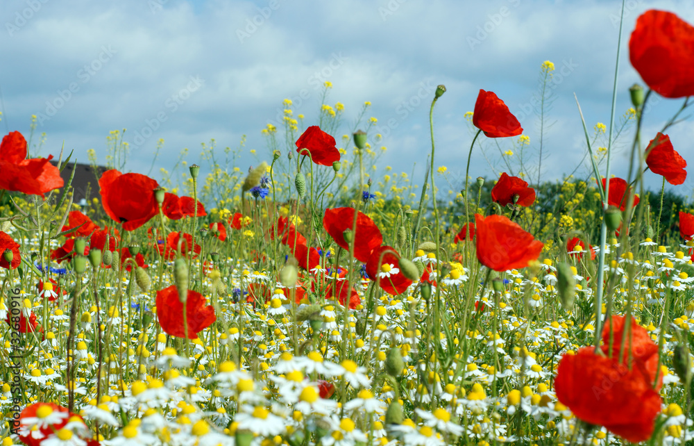 Fototapeta premium Blumenwiese