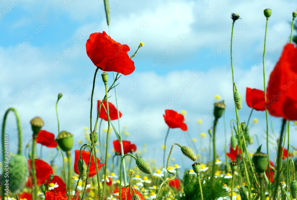 Fototapeta premium Kwiatowa łąka