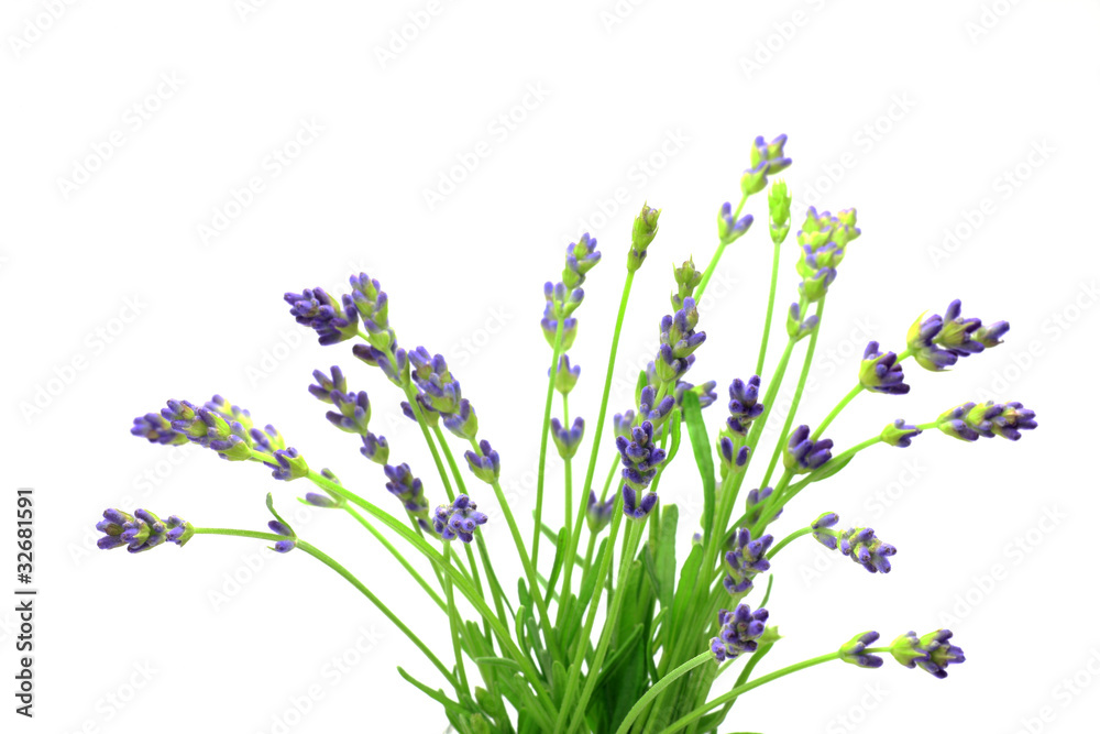 Obraz premium lavender