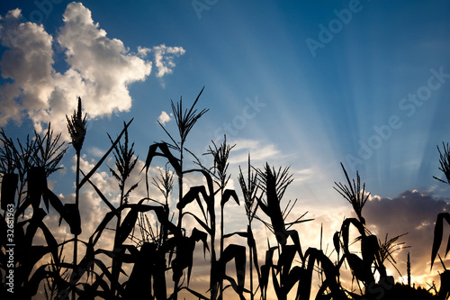 Fotografi Maize cornfield at sunset