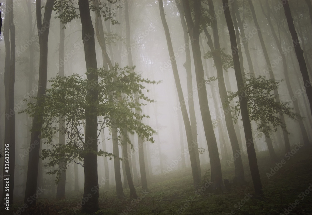Obraz premium dreamy photo of a beautiful green forest with fog