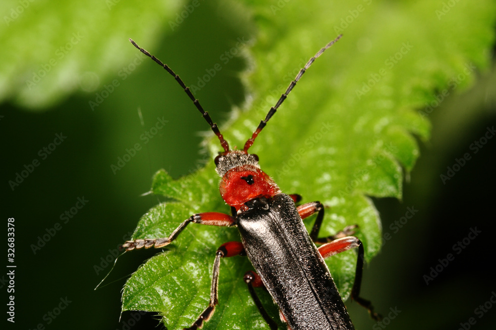 Bug (Cantharis fuscaon) tree sheet Bug (Cantharis fuscaon) tree sheet