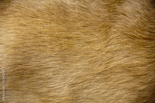 Dog hair texture