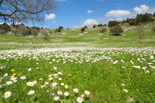Fototapeta Naklejka Na Ścianę i Meble -  Meadow with daisies
